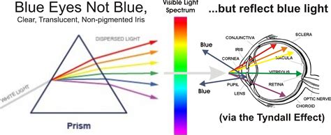 Is tyndal effect affect our eyes if yes then why and how - Science - The Human Eye and the ...