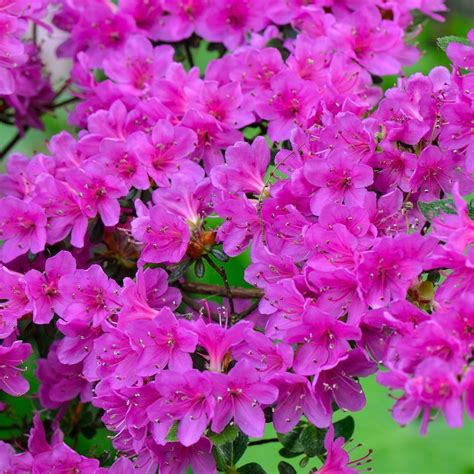 Purple Azalea - Japanese Evergreen | GardenersDream