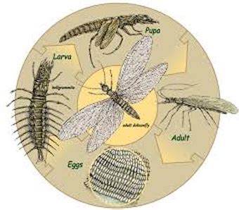 Life Cycle of Dobsonfly Larvae - Dobsonfly larva/M-egaloptera