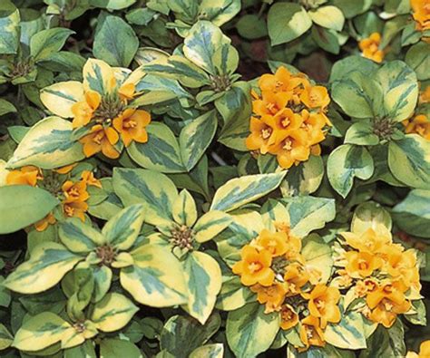 Evergreen Flowering Shrubs - G4rden Plant