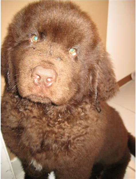 Cute looking brown newfoundland puppy looking at the camera.JPG Hi-Res 720p HD