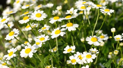 How to Plant, Grow and Care For Feverfew