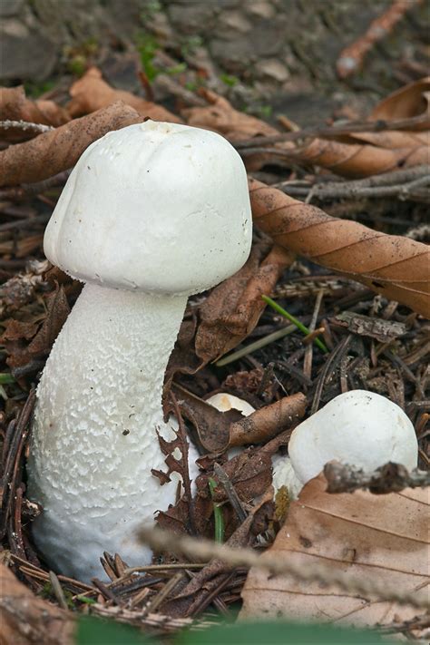 Agaricus-silvicola_8 | Agaricus silvicola (Vitt.) Sacc. syn.… | Flickr