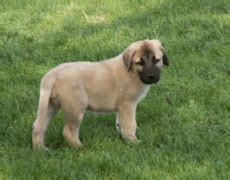 Kangal Dog Info, Varieties, Care, Training, Pictures