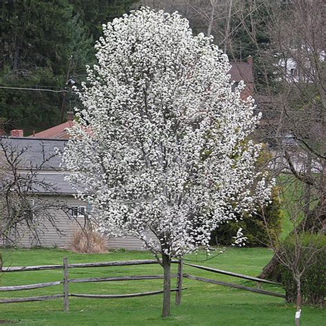 Cleveland Flowering Pear Smell / PlantFiles Pictures: Pyrus, Callery Pear, Flowering Pear ...