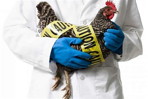 H7N9 Avian Influenza (Bird Flu) Vaccine Trials Begin