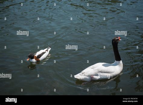 wild duck and swan swimming on river Stock Photo - Alamy