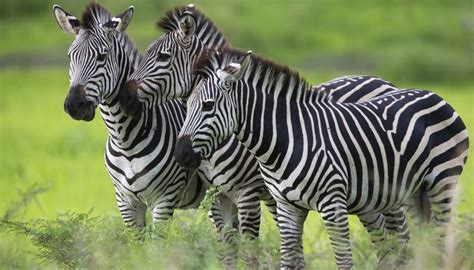 Characteristics of a Zebra | Sciencing