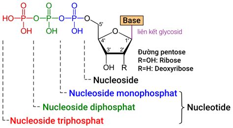 Difference Between Nucleotide and Nucleoside | Compare the Difference Between Similar Terms