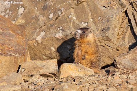 Yellow-bellied Marmot – Joe Fuhrman Photography