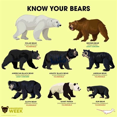 Types of Bears - Google Search #bears #google #search #types | Animal ...