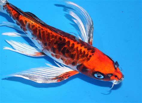 Butterfly Koi Huge fins | Butterfly koi, Koi fish, Koi