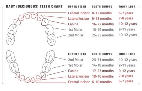 Baby Teeth Number Chart