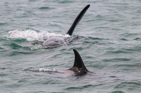 Premium Photo | Killer whale hunting sea lionspeninsula valdes ...