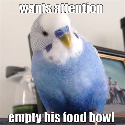 little blue budgie - quickmeme