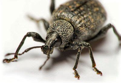 How to Control Black Vine Weevils | Planet Natural | Vine weevil ...