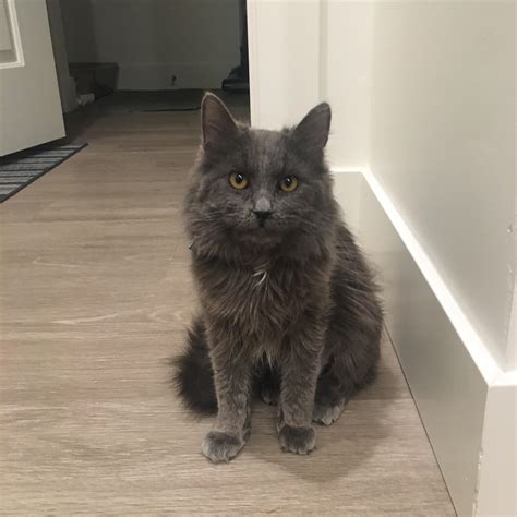 Is my cat a Nebelung?? I had never heard of the breed until I came across this sub today! : r ...