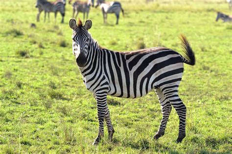 Animals Wild Animal Zebra - Free photo on Pixabay - Pixabay