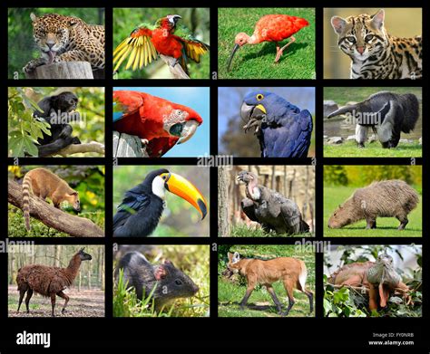 Sixteen mosaic photos of South American animals Stock Photo - Alamy