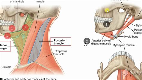 Submandibular triangle 3 - YouTube