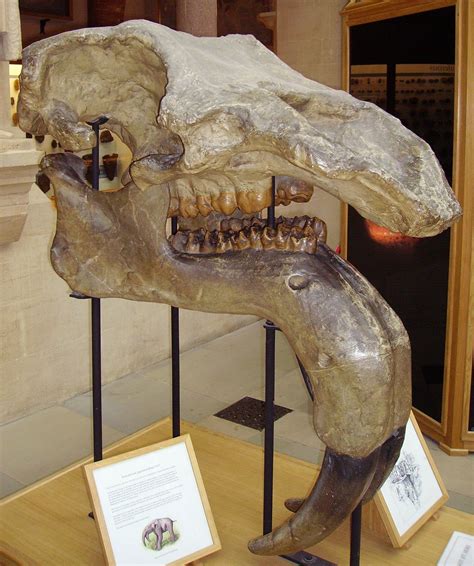 Deinotherium giganteum | Prehistoric animals, Dinosaur fossils, Prehistoric