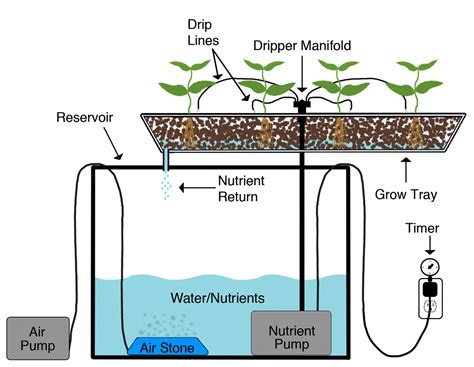 Calm aquaponic in your backyard | Aquaponics, Aquaponics system, Aquaponics diy