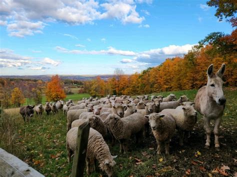 Southdown Sheep - Hessian Hill Farm