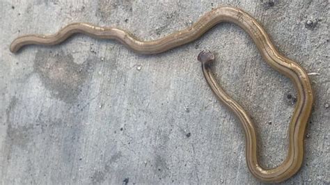 Invasive hammerhead flatworm spotted in Southeast Georgia - NewsBreak