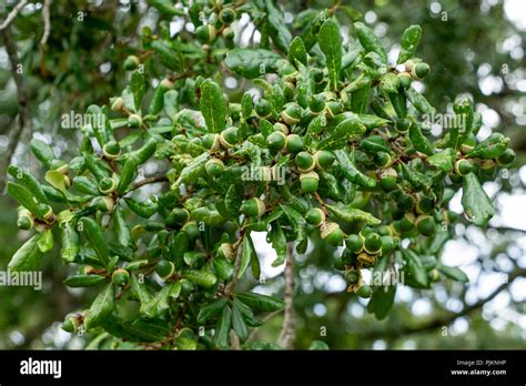 Green acorns of a southern live oak tree (Quercus virginiana), closeup - Topeekeegee Yugnee (TY ...