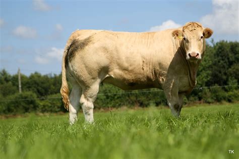 Charolais Cross Heifer raises over €4,500 for Irish Cancer Society at ...