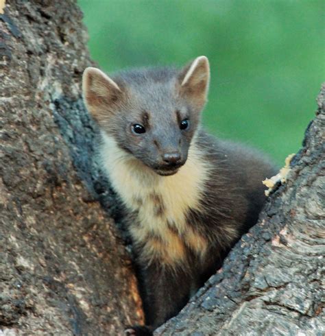 Wildlife in the Cairngorms National Park