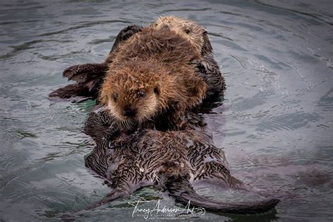 Nursing Baby Sea Otter Photo, Baby and Mama Sea Otter, Morro Bay Sea ...