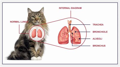 Upper Respiratory Infections In Cats - PetlifeCA