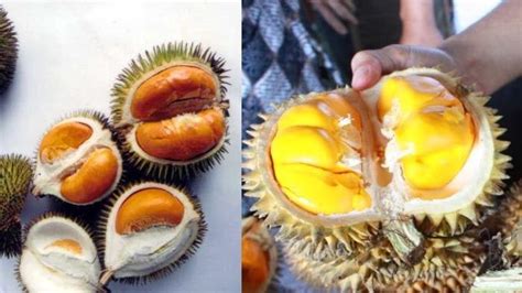 BUAH Lai Buah Mirip Durian Rasa Buah Lai Tak Semanis Durian, Ini Manfaat Buah Lai ! - Halaman 2 ...