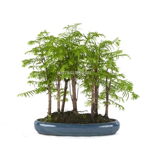 Metasequoia sp.. Bonsai 15 years | Mistral Bonsai