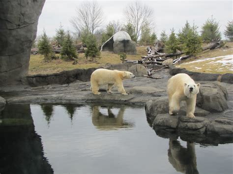 My Polar Bear Friends and Friends of Polar Bears: Top Honors for Polar Frontier at the Columbus Zoo!