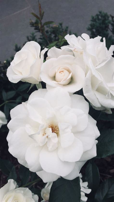 White Flower Aesthetic Hd Ideas – Mdqahtani