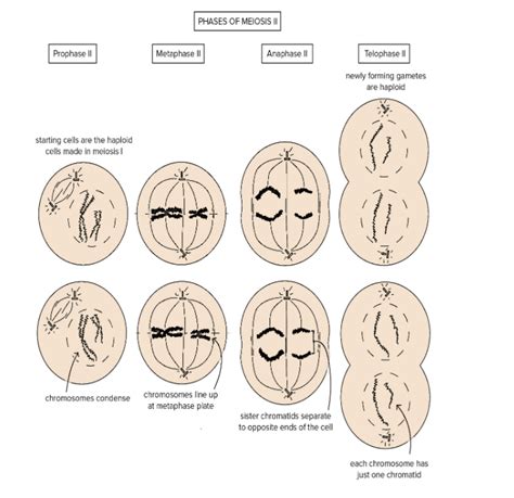 The separation of sister chromatids takes place during A. Anaphase IB. Prophase IC. Anaphase II ...