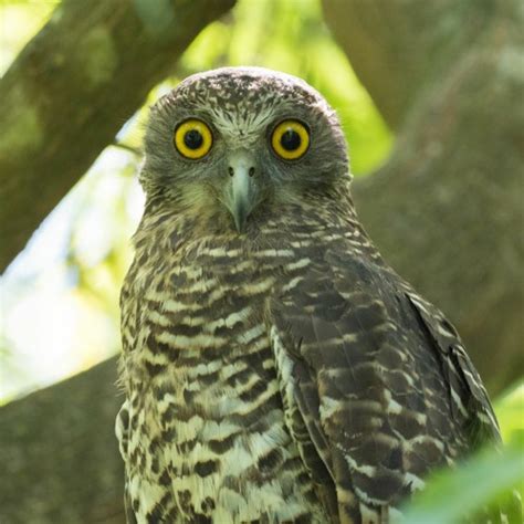 Stream Call of the Powerful Owl courtesy of BirdLife Australia (Image: Nick Bradsworth) by ABC ...