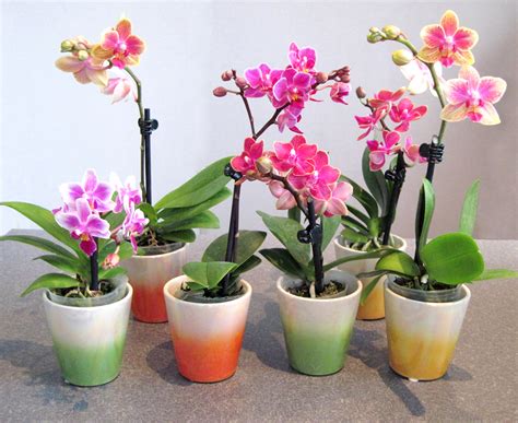 MINI ORCHIDS | harster-greenhouses