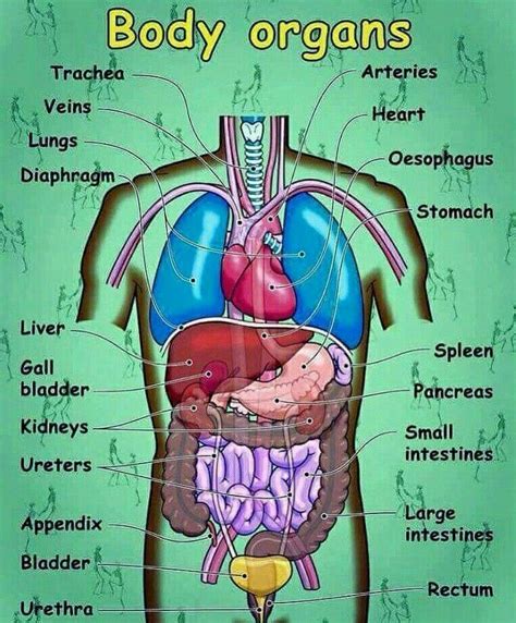 Pin by U and Me on English | Human body vocabulary, Human body organs, Human body diagram