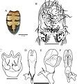 Category:Drosophila anatomy - Wikimedia Commons