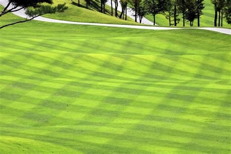 The Different Types of Golf Course Grass – TWL Irrigation