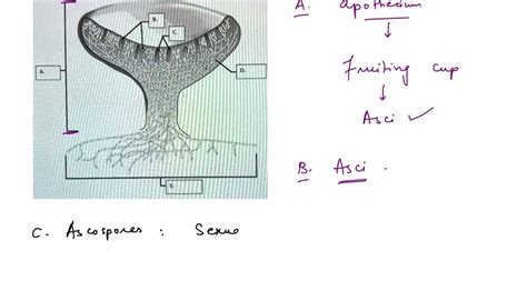 SOLVED: Complete the following diagram of an ascocarp. Be sure to include ascospores, hyphae ...