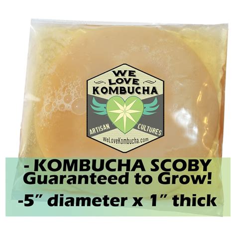 KOMBUCHA SCOBY STARTER Kit Large Organic & Artisan Crafted | Etsy