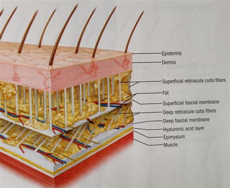 skin fascia - Boulder Therapeutics