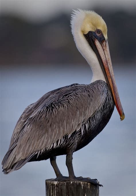 i heart florida birds: Brown Pelicans