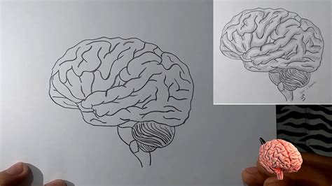 ¿Como dibujar un CEREBRO ? | How to draw a BRAIN? - YouTube