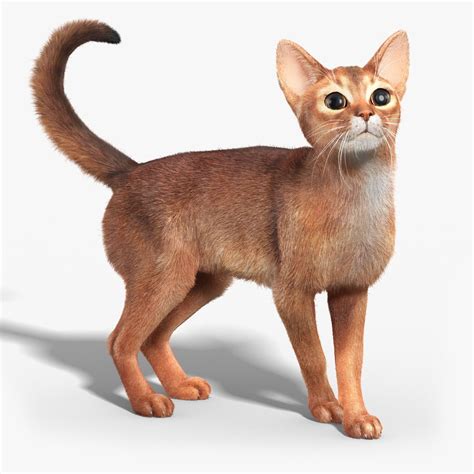 Abyssinian cat FUR RIGGED by cgmobile. High Detailed Photorealistic Abyssinian cat(FUR)(RIGGED ...