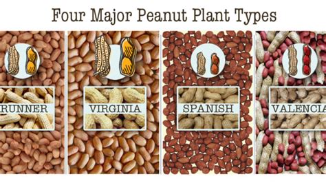 How many types of peanuts are there? – Georgia Peanut Comission